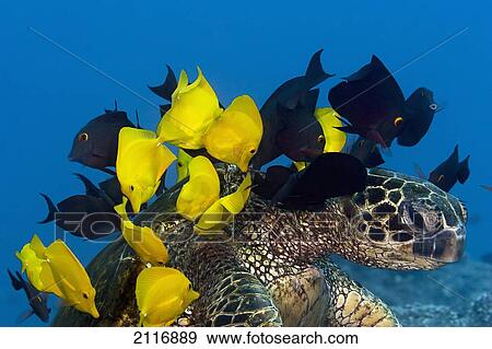 Stock Photo - Hawaii, A green sea turtle (Chelonia mydas) being cleaned by yellow tangs (Zebrasoma flavescens) and goldring tangs (Ctenochaetus strigosus).. Fotosearch