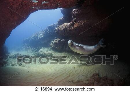 Hawaii, A Hawaiian monk seal (Monachus schauinslandi), an endemic and endangered species, swims in an underwater cave. View Large Photo Image Picture - Hawaii, A Hawaiian monk seal (Monachus schauinslandi), an endemic and endangered species, swims in an underwater cave.. Fotosearch