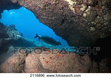 Stock Photograph - Hawaii, A Hawaiian monk seal (Monachus schauinslandi), an endemic and endangered species, swims in an underwater cave.. Fotosearch