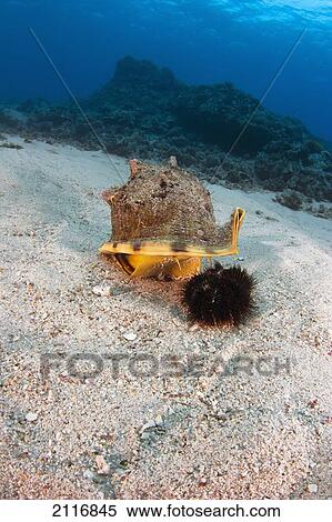Hawaii, A horned helmet shell (Cassis cornuta) lifting its shell to capture a collector urchin (Tripneustes gratilla). View Large Photo Image Stock Photography - Hawaii, A horned helmet shell (Cassis cornuta) lifting its shell to capture a collector urchin (Tripneustes gratilla).. Fotosearch
