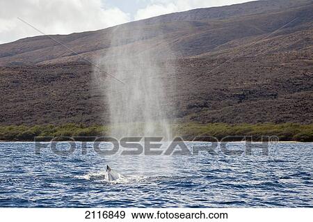 Hawaii, a humpback whale (Megaptera novaeanglie) exhaling vaporized water from its blowhole. View Large Photo Image Stock Photo - Hawaii, a humpback whale (Megaptera novaeanglie) exhaling vaporized water from its blowhole.. Fotosearch