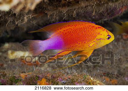 Hawaii, a male Hawaiian longfin anthias (Pseudanthias hawaiiensis) swimming on the ocean floor. View Large Photo Image Stock Photo - Hawaii, a male Hawaiian longfin anthias (Pseudanthias hawaiiensis) swimming on the ocean floor.. Fotosearch