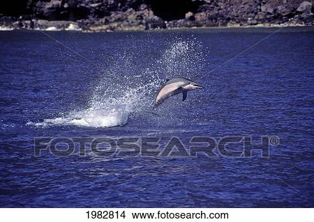 Picture - Hawaii, A Spinner Dolphin (Stenella Longirostris) With Attached Remora Leaps Into The Air.. Fotosearch