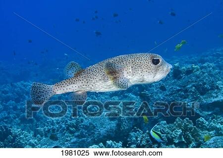 Hawaii, A Spotted Porcupinefish (Diodon Hystrix), View From Side Over Coral Reef. View Large Photo Image Stock Photography - Hawaii, A Spotted Porcupinefish (Diodon Hystrix), View From Side Over Coral Reef.. Fotosearch