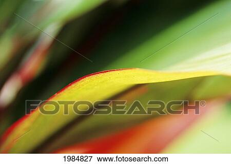 Stock Photo - Hawaii, Abstract Close-Up Of Ti-Leaf.. Fotosearch