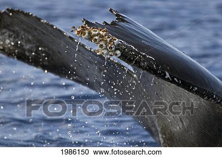Hawaii, Acorn Barnacles (Coronula Diaderma) And Goose Neck Barnacles (Conchorderma Auritum) Attached To A Humpback Whale Tail (Megaptera Novaeangliae). View Large Photo Image Stock Image - Hawaii, Acorn Barnacles (Coronula Diaderma) And Goose Neck Barnacles (Conchorderma Auritum) Attached To A Humpback Whale Tail (Megaptera Novaeangliae).. Fotosearch