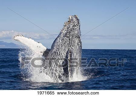Hawaii, An Adult Humpback Whale (Megaptera Novaeangliae) Breaching In The Begining Of Whale Season. View Large Photo Image Stock Photography - Hawaii, An Adult Humpback Whale (Megaptera Novaeangliae) Breaching In The Begining Of Whale Season.. Fotosearch