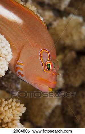 Stock Photography - Hawaii, An Arc-Eye Hawkfish Peeks Out From Behind Some Coral.. Fotosearch