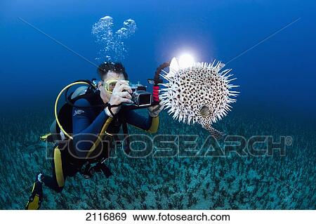Stock Photo - Hawaii, An underwater photographer lines up a shot of a spotted porcupinefish (Diodon hystrix) floating in deep blue pacific waters.. Fotosearch