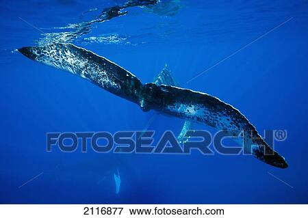 Stock Photo - Hawaii, An underwater view of the tail of a humpback whale (Megaptera novaeangliae).. Fotosearch