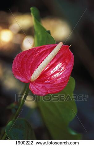 Hawaii, Anthurium View Large Photo Image Stock Image - Hawaii, Anthurium. Fotosearch