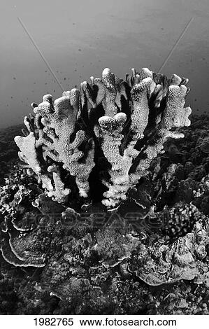 Stock Photography - Hawaii, Antler Coral (Pocillopora Eydouxi) Growing On Underwater Reef (Black And White Photograph).. Fotosearch
