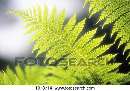 Hawaii, Backlit Tree Ferns With Blurry Background. View Large Photo Image Picture - Hawaii, Backlit Tree Ferns With Blurry Background.. Fotosearch