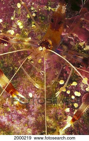 Hawaii, Banded Coral Shrimp (Stenopus Hispidus) Close-Up Magnified View D1811 View Large Photo Image Stock Photo - Hawaii, Banded Coral Shrimp (Stenopus Hispidus) Close-Up Magnified View D1811. Fotosearch