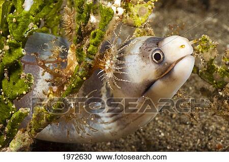 Stock Image - Hawaii, Barred Moray Eel (Echidna Polyzona).. Fotosearch