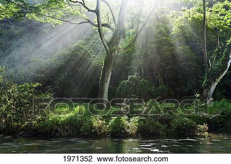 Stock Image - Hawaii, Beautiful Sunlight Rays Through Tropical Forest And Greenery.. Fotosearch