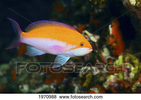 Hawaii, Bicolor Anthias (Pseudanthias Bicolor) Swimming Through A Colorful Reef View Large Photo Image Stock Photo - Hawaii, Bicolor Anthias (Pseudanthias Bicolor) Swimming Through A Colorful Reef. Fotosearch
