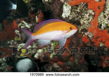 Stock Photo - Hawaii, Bicolor Anthias (Pseudanthias Bicolor) Swimming Through A Colorful Reef. Fotosearch
