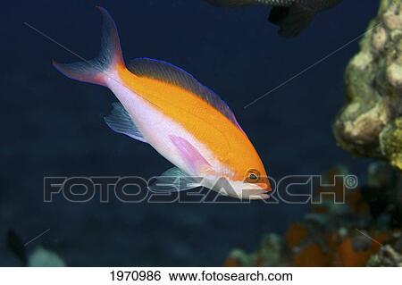 Stock Photograph - Hawaii, Bicolor Anthias (Pseudanthias Bicolor) Swimming Through A Colorful Reef. Fotosearch