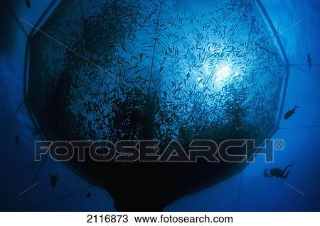 Stock Image - Hawaii, Big Island, A diver approaching a pen of Almaco Jack (Seriola rivoliana) at a fish farm.. Fotosearch
