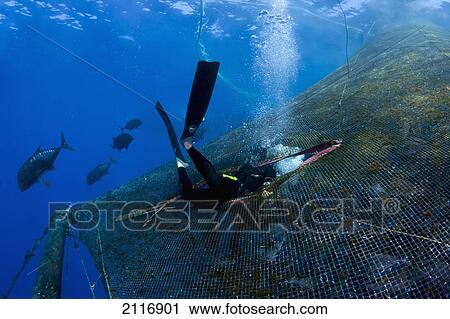 Stock Image - Hawaii, Big Island, a diver entering a pen filled with Almaco Jack (Seriola rivoliana) at a fish farm.. Fotosearch