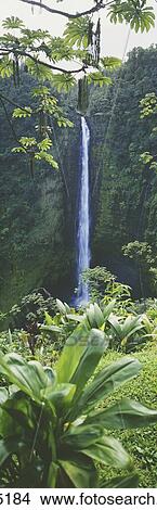 Hawaii, Big Island, Akaka Falls, Lush Greenery Surroundings View Large Photo Image Picture - Hawaii, Big Island, Akaka Falls, Lush Greenery Surroundings. Fotosearch