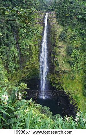Hawaii, Big Island, Akaka Falls, Lush Greenery In Foreground. View Large Photo Image Stock Photo - Hawaii, Big Island, Akaka Falls, Lush Greenery In Foreground.. Fotosearch