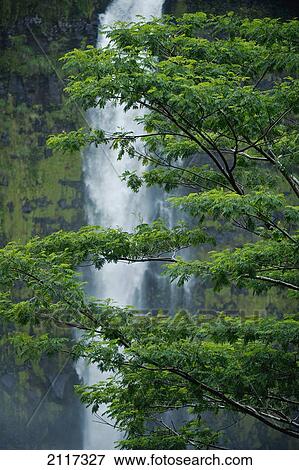 Hawaii, Big Island, Akaka Falls, Lush green tree and waterfall in the rainforest. View Large Photo Image Stock Photo - Hawaii, Big Island, Akaka Falls, Lush green tree and waterfall in the rainforest.. Fotosearch
