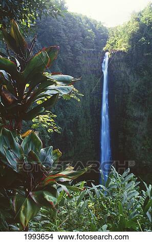 Picture - Hawaii, Big Island, Akaka Falls Surrounded By Ti Leaves And Greenery. Fotosearch