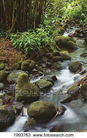 Hawaii, Big Island, Akaka Falls, Small Stream Runs Through Rocks, Bamboo Background View Large Photo Image Stock Image - Hawaii, Big Island, Akaka Falls, Small Stream Runs Through Rocks, Bamboo Background. Fotosearch