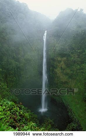 Hawaii, Big Island, Akaka Falls State Park, Misty View Of Falls View Large Photo Image Picture - Hawaii, Big Island, Akaka Falls State Park, Misty View Of Falls. Fotosearch