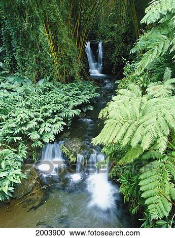Stock Image - Hawaii, Big Island, Akaka Falls State Park, Stream With Small Flowing Waterfalls, Lush Greenery. Fotosearch