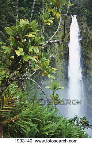 Stock Image - Hawaii, Big Island, Akaka Falls Surounded By Ti-Leafs And Greenery.. Fotosearch