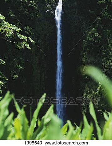 Hawaii, Big Island, Akaka Falls Surounded By Ti-Leafs And Greenery. View Large Photo Image Stock Image - Hawaii, Big Island, Akaka Falls Surounded By Ti-Leafs And Greenery.. Fotosearch