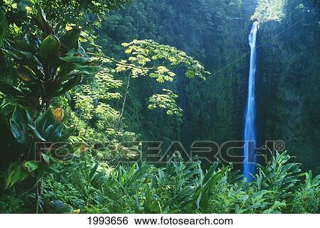 Stock Photograph - Hawaii, Big Island, Akaka Falls Surounded By Ti-Leafs And Greenery.. Fotosearch