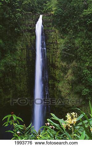 Hawaii, Big Island, Akaka Falls, Tropical Flowers Blooming In Foreground. View Large Photo Image Stock Photograph - Hawaii, Big Island, Akaka Falls, Tropical Flowers Blooming In Foreground.. Fotosearch