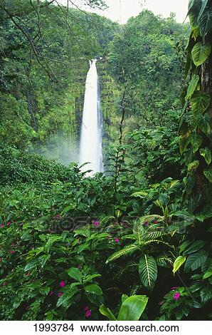 Hawaii, Big Island, Akaka Falls View Through Lush Greenery, Impatiens In Foreground View Large Photo Image Picture - Hawaii, Big Island, Akaka Falls View Through Lush Greenery, Impatiens In Foreground. Fotosearch
