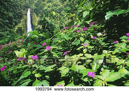 Picture - Hawaii, Big Island, Akaka Falls View Through Lush Greenery, Impatiens In Foreground. Fotosearch