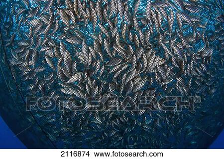 Picture - Hawaii, Big Island, Almaco Jack (Seriola rivoliana) in a pen at a fish farm.. Fotosearch