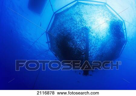 Stock Photo - Hawaii, Big Island, Almaco Jack (Seriola rivoliana) in a pen at a fish farm.. Fotosearch