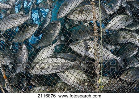 Hawaii, Big Island, Almaco Jack (Seriola rivoliana) in a pen at a fish farm. View Large Photo Image Stock Photograph - Hawaii, Big Island, Almaco Jack (Seriola rivoliana) in a pen at a fish farm.. Fotosearch