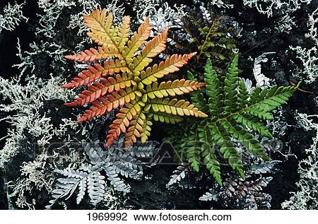 Stock Image - Hawaii, Big Island, 'ama'uma'u Fern [Sadleria Cyatheoides] Endemic Plant To Hawaii.. Fotosearch