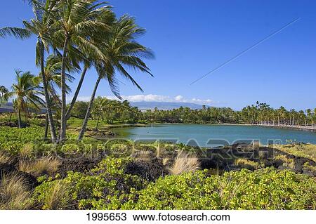 Stock Image - Hawaii, Big Island, Anaehoomalu Bay, Mauna Kea In The Distance. Fotosearch