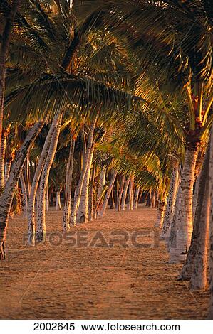 Hawaii, Big Island, Anaeho'omalu Bay, Rows And Rows Of Palm Trees Lined In Sand, Pink Orange Afternoon Lighting View Large Photo Image Stock Photography - Hawaii, Big Island, Anaeho'omalu Bay, Rows And Rows Of Palm Trees Lined In Sand, Pink Orange Afternoon Lighting. Fotosearch