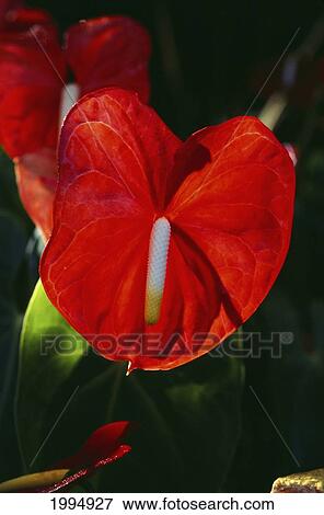 Hawaii, Big Island, Bright Red Anthurium. View Large Photo Image Stock Photo - Hawaii, Big Island, Bright Red Anthurium.. Fotosearch