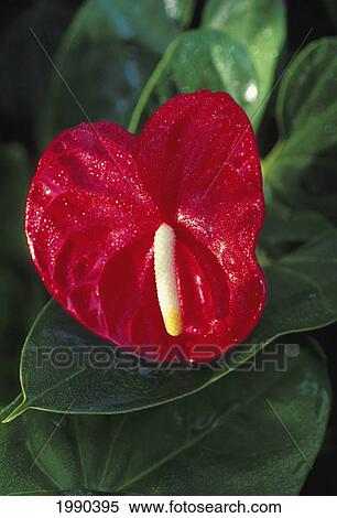 Stock Photography - Hawaii, Big Island, Bright Red Anthurium, Single Flower. Fotosearch