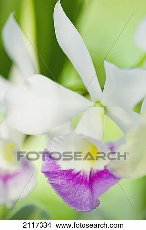 Hawaii, Big Island, Bunch of a white and pink Orchid blossom. View Large Photo Image Picture - Hawaii, Big Island, Bunch of a white and pink Orchid blossom.. Fotosearch
