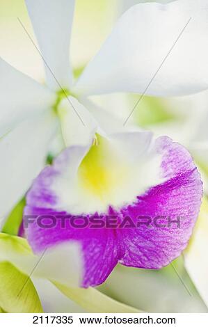 Stock Photography - Hawaii, Big Island, Bunch of a white and pink Orchid blossom.. Fotosearch
