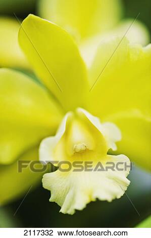 Hawaii, Big Island, Bunch of a yellow Orchid blossom. View Large Photo Image Stock Image - Hawaii, Big Island, Bunch of a yellow Orchid blossom.. Fotosearch