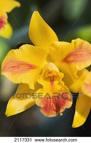 Stock Image - Hawaii, Big Island, Bunch of an orange and yellow Orchid blossom.. Fotosearch